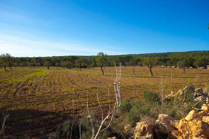 Gran finca perfectamente ubicada en Calvia junto A Port Adriano