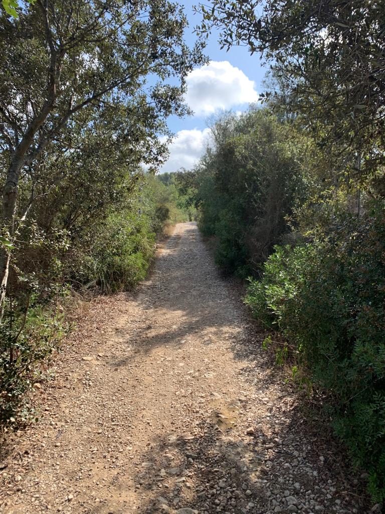 Amplia finca rústica para edificar chalet de 300m2 con vistas a la Serra de tramuntana en Manacor